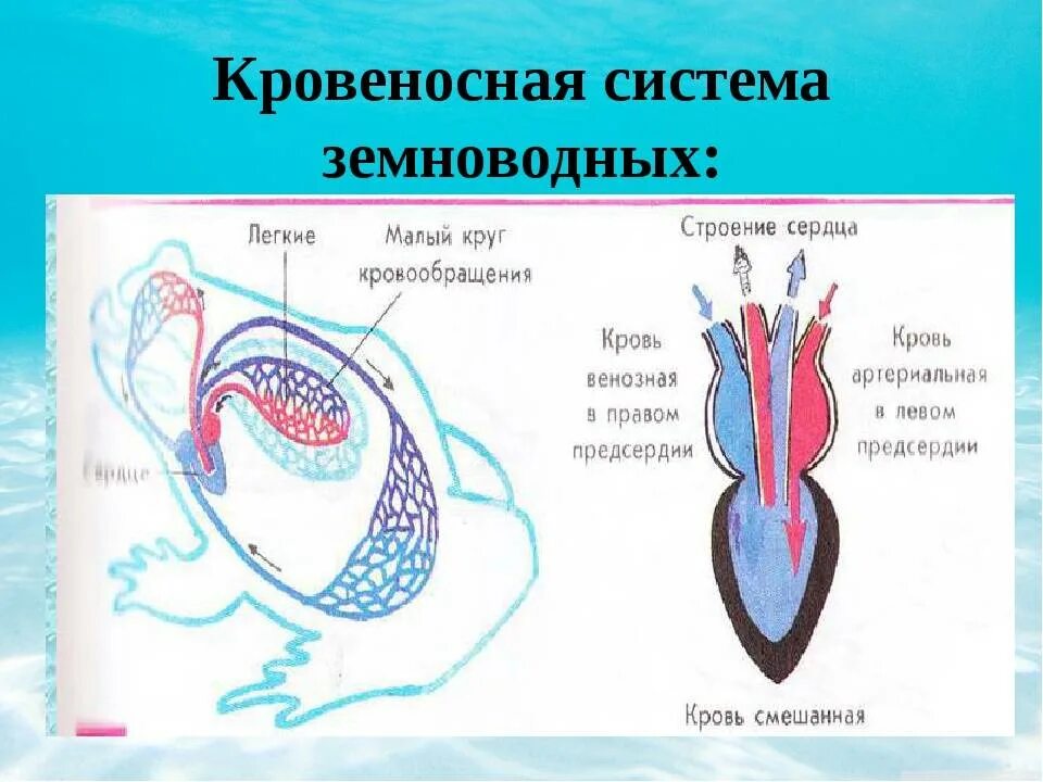 Земноводные строение кровеносной системы сходство и различия. Кровеносная система земноводных 7 класс биология таблица. Круги кровообращения земноводных схема. Кровообращение строение сердца земноводных. Кровеносная система амфибий схема.