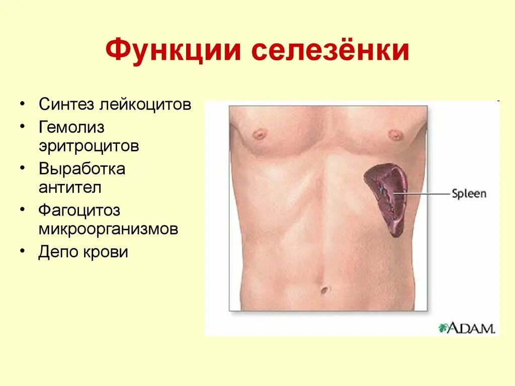 Селезенка функции в организме человека. Основные функции селезенки. Селезенка ыугкцит. Функции селезёнки у человека. Селезенка определение