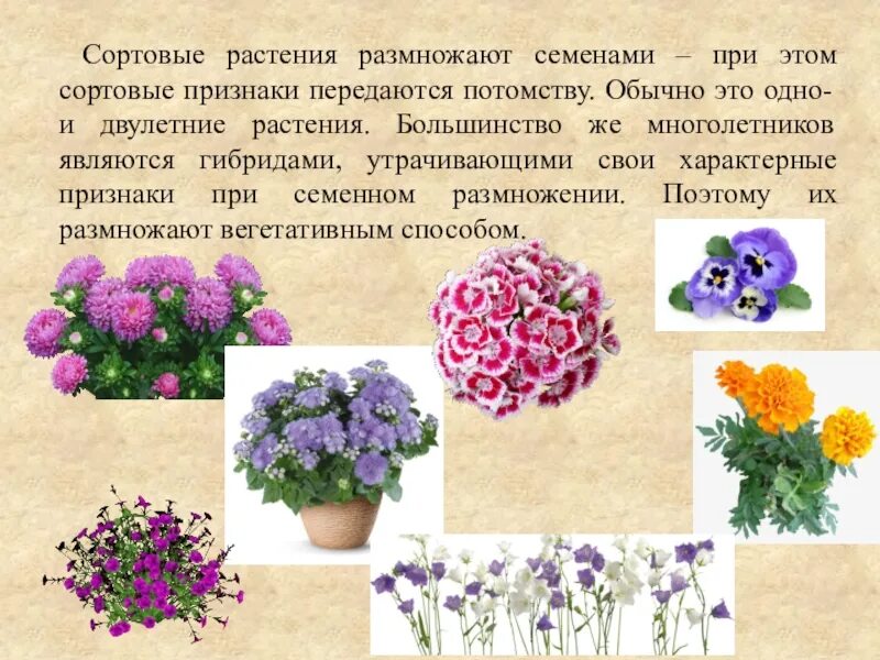 1 семенами размножается. Цветы саду размножающиеся семенами. цветы садовые семенами размножающие мелкие. цветы не наследуют сортовые признаки статьи. цыганское мыло цветок размножение семенами.
