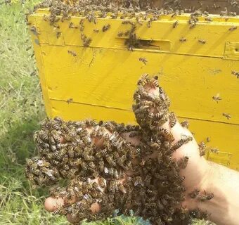 Пчелы едят человека