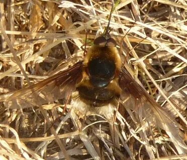 Bee flies