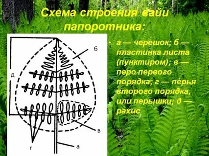 Сильно рассеченные листья папоротников называют