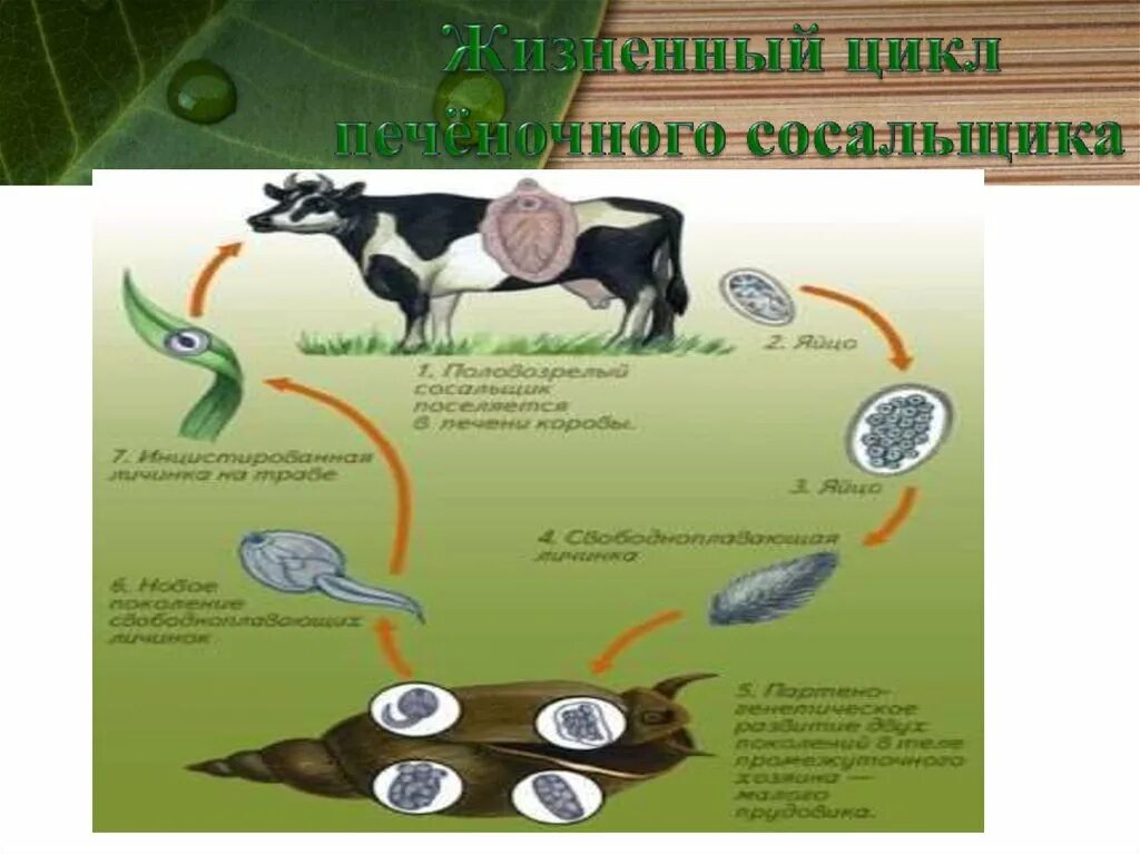 Жизненный цикл ресничных червей схема. Жизненный цикл печеночного сосальщика. Жизненный цикл ресничных червей 7 класс. Жизненный цикл плоских червей 7 класс.