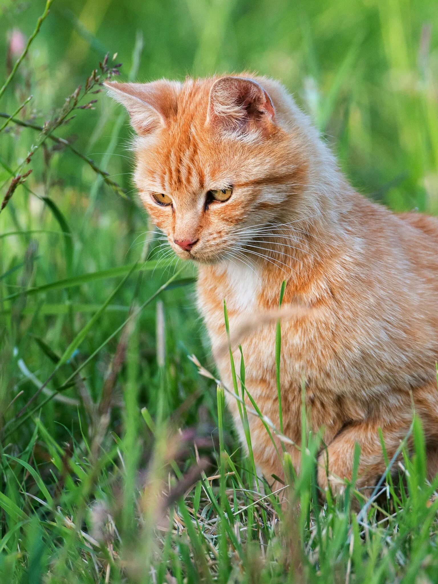 Норвежский Лесной кот персиковый. Сиамский Рыжик. Рыжий кот. Рыжий котёнок. Жизнь рыжика