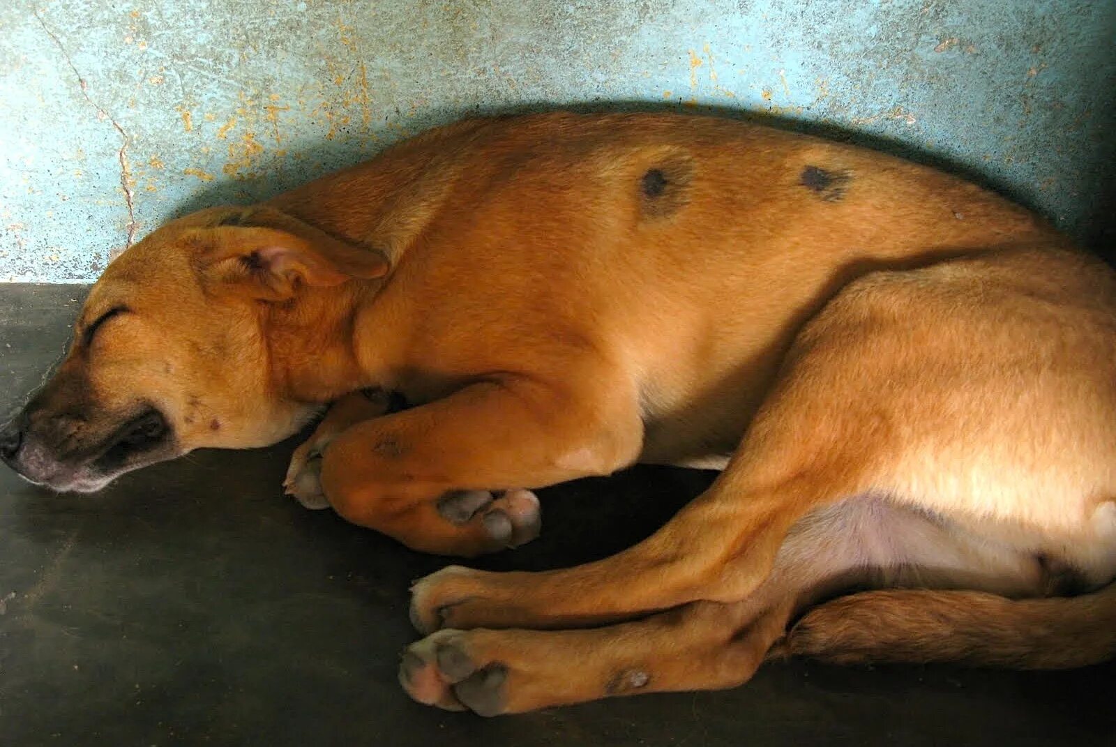 У моей собаки экзема! Dog Lover Дзен