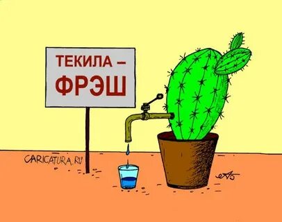 Можно петь текилу