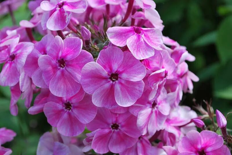 Размеры флоксов. Флокс метельчатый purple kiss. Размеры флоксов. Флокс метельчатый 'флоксана'. Размеры флоксов.