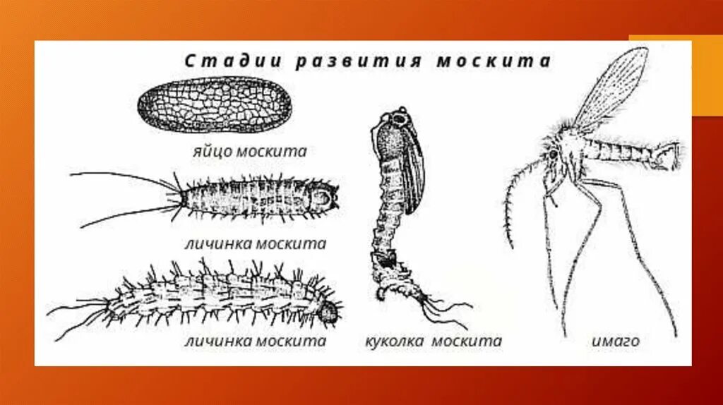 Личинка москита рода Phlebotomus. Стадии развития москита. Жизненный цикл москита схема. Схема развития москитов.