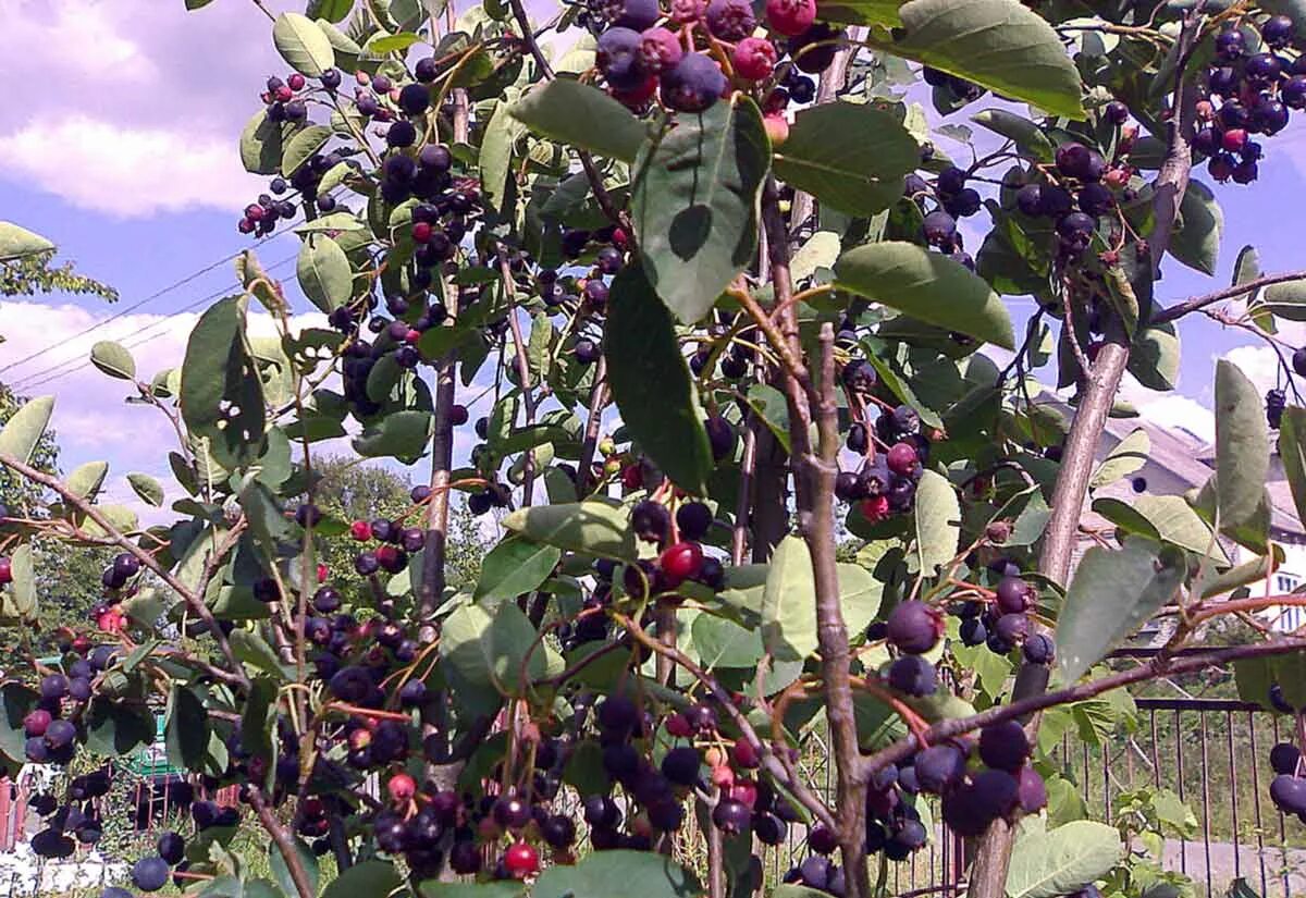 ирга где растет. ирга ягода фото. ирга нортлайн. ирга канадская тиссен. ирга ягода.