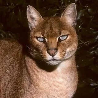 Крупный представитель кошачьих