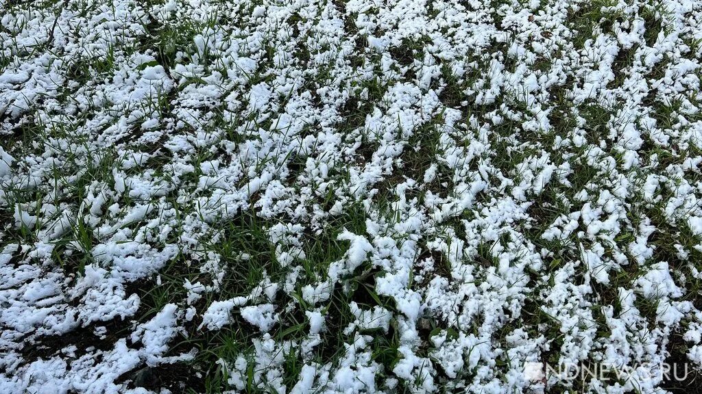 Будут ли еще заморозки в подмосковье. Заморозки до -5. Где в Свердловской области выпал снег. Заморозки в Мордовии май 2017 год. Выпал снег в 90 х годах в Свердловской области в мае.