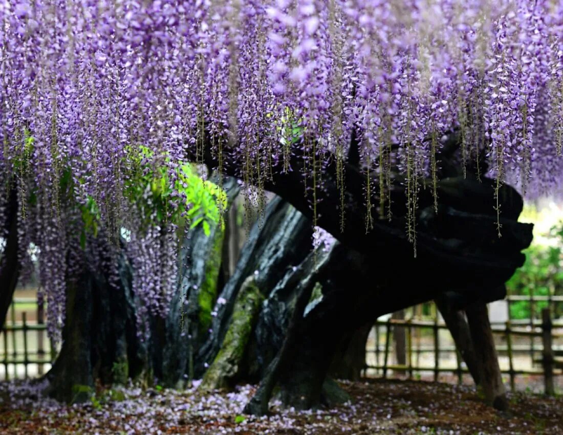 Невероятные цветы. Японский сад Кавати Фудзи. Асикага парк глициний. Парк цветов Асикага. Парк глициний - Кавати Фудзи.
