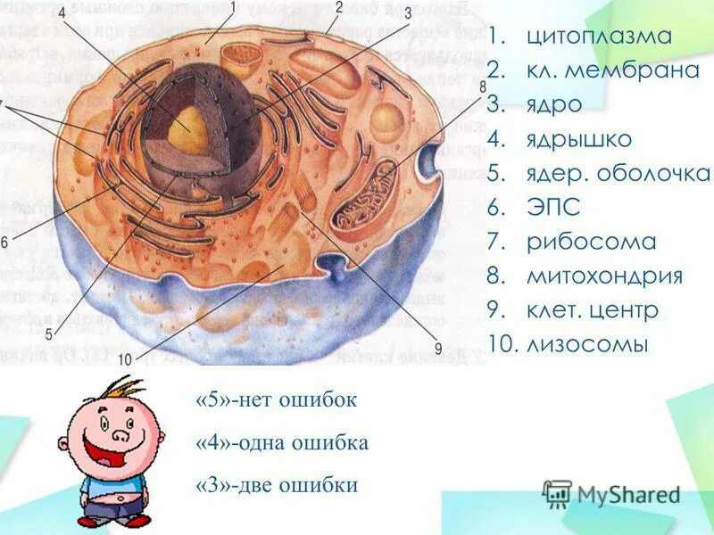 Частицы ядро оболочка. Биология 10 класс рибосомы ядро эндоплазматическая сеть. Лизосомы ядро цитоплазма. Строение клетки (цитоплазма, ядро, рибосомы, митохондрии, мембрана)..