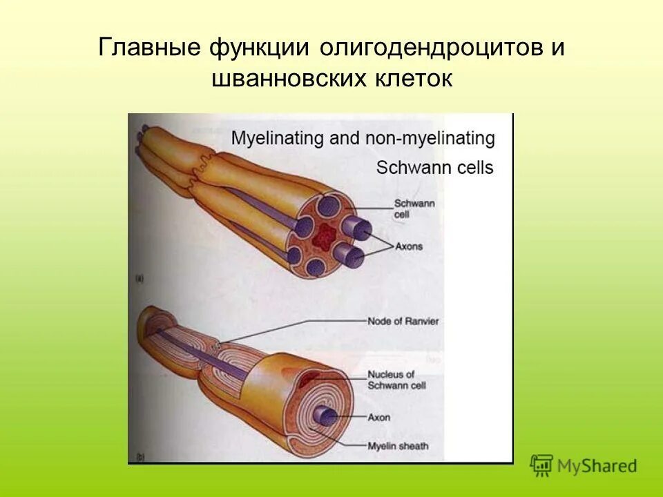 какова функция шванновских клеток. аксон и шванновские клетки. какова функция шванновских клеток. какова функция шванновских клеток. миелиновая оболочка шванновские клетки.