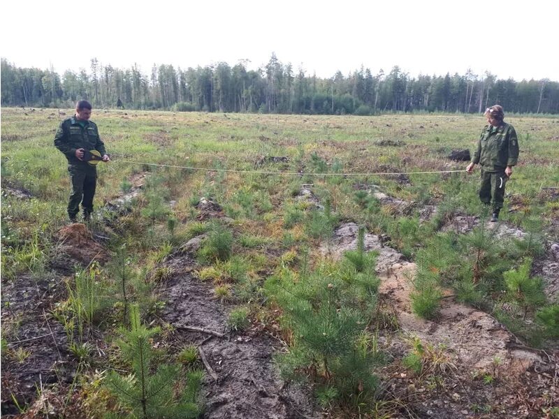 Приемка лесных культур. Лесные культуры ртк 5. Техприёмка лесных культур по новым правилам. Тех приемка лесные культуры. Указания по технической приемке лесных культур.
