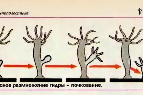 Два типа размножения в природе