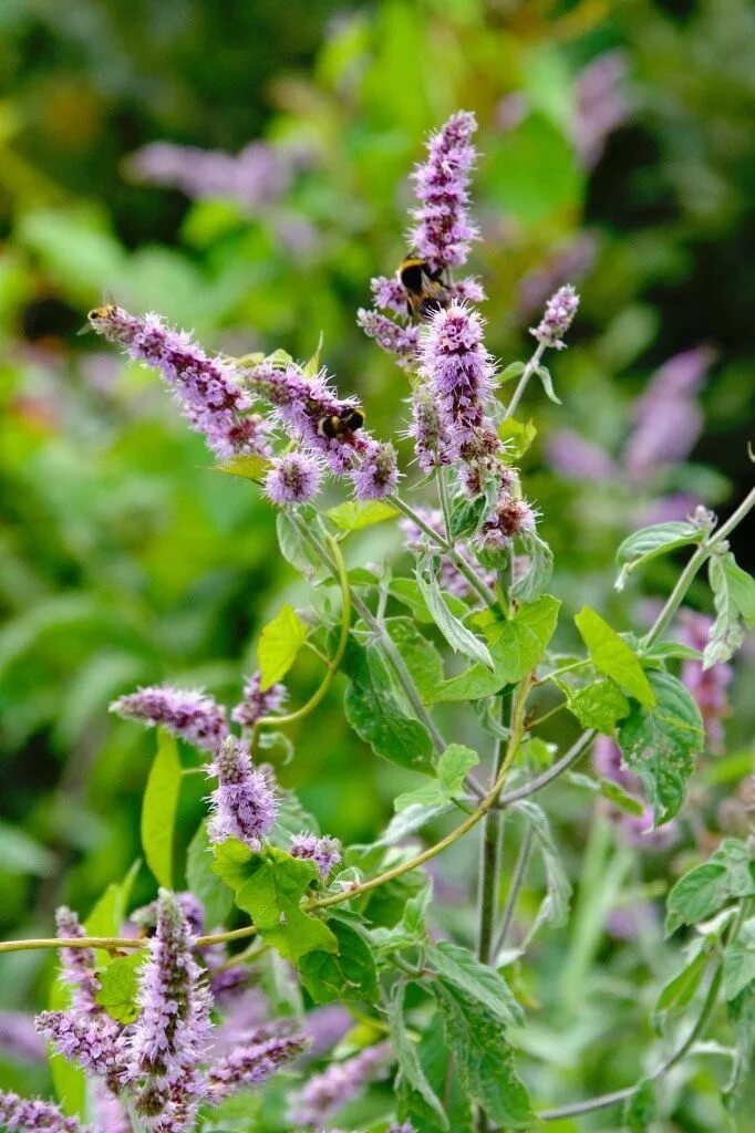 Сильно пахнущие травы. Мята длиннолистная. Мята длиннолистная (Mentha longifolia. Мята длиннолистная (Mentha longifolia l.). Mentha longifolia цветок.