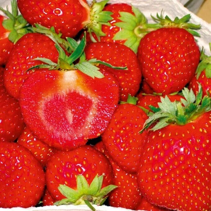 Сорт "МАЛЬВИНА" (ПСС) - Клубника и продукты
