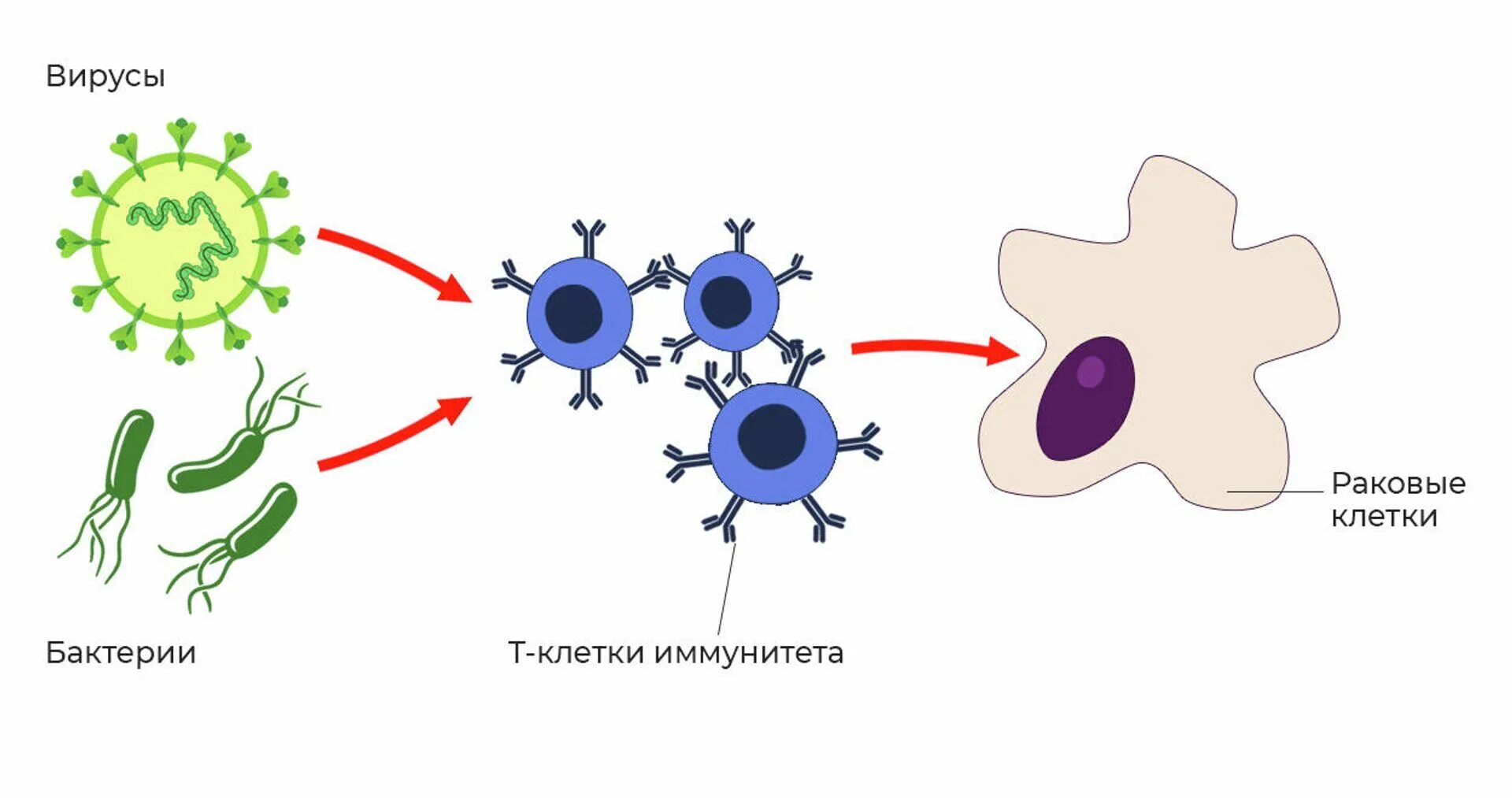 Иммунитет против вируса. Иммунитет против раковых клеток. раковые клетки и вирусы картинки. клетки киллеры. клетки киллеры против раковой клетки.
