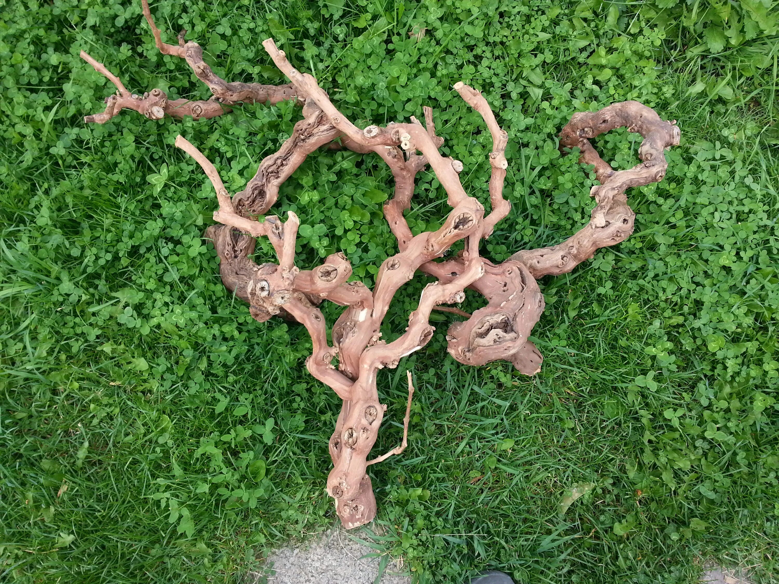 Корни винограда. Корень виноградной лозы. Корни лозы. Корневая система девичьего винограда. Корневая филлоксера винограда.