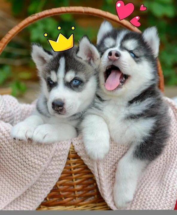 Настоящая хаски. Сибирский хаски щенки. Сибирская хаски девочка. Хаски щенок. Сибирский хаски щенки.