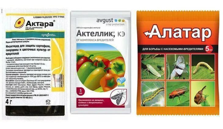 Чем обработать клубнику от долгоносика в мае. От долгоносика препарат. препараты от долгоносика на клубнике. препараты для обработки клубники от вредителей. от вредителей на клубнике.