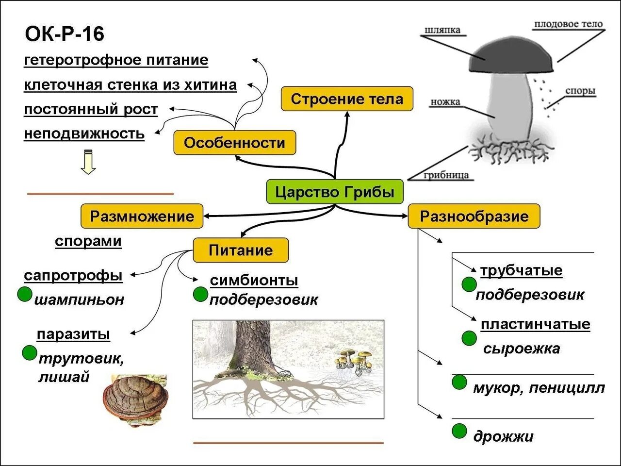 Строение гриба ЕГЭ. Характеристика грибов биология 5 класс конспект. Царство грибы строение. Конспект по биологии 5 класса характеристика царства грибов. Группы грибов 6 класс биология