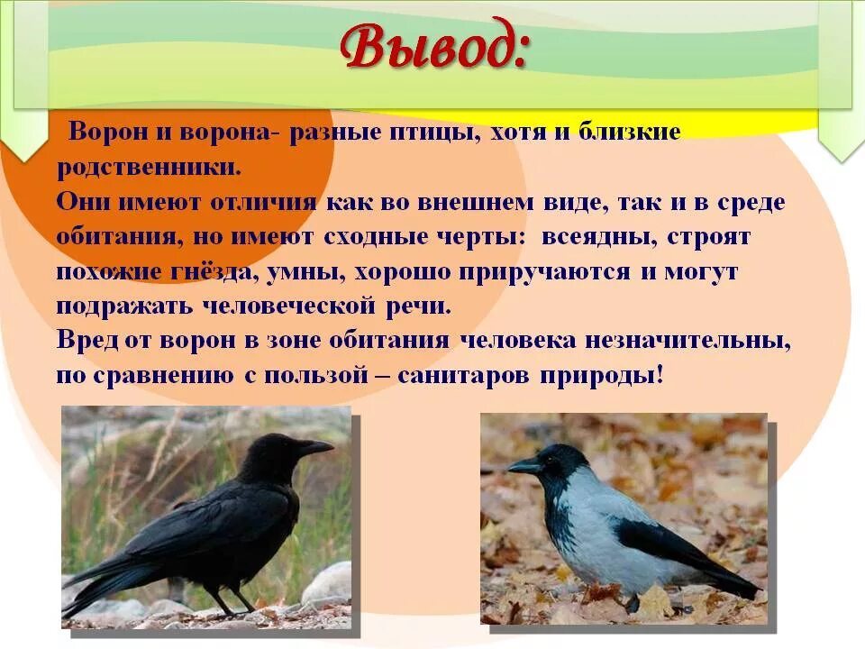 Сравнение 2 птиц. Разные виды птиц. Ворон и ворона это разные птицы. Серая ворона и ворон различия. Среда обитания птиц.