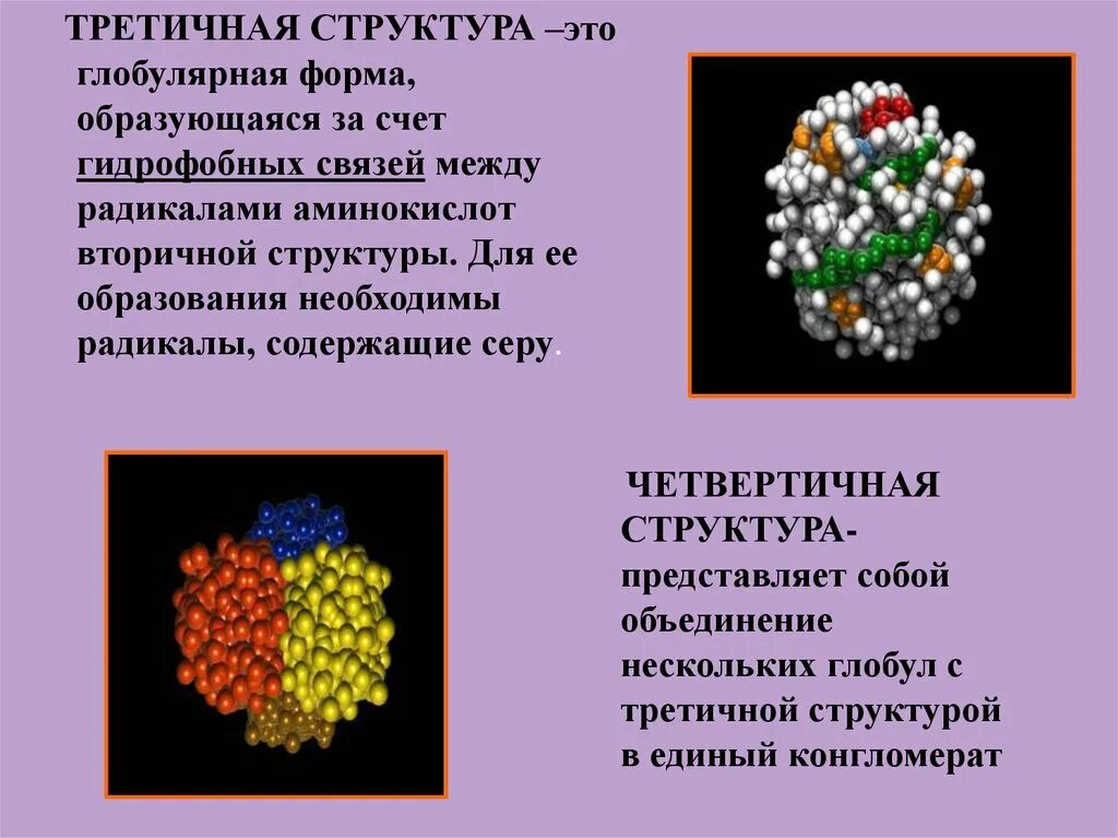 Гидрофобные радикалы повернуты внутрь. Третичная структура аминокислот. Третичная структура глобулярная. Образование гидрофобных связей между радикалами третичная структура. Образование гидрофобной связи.