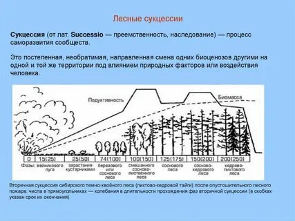 Биологическая роль сукцессии