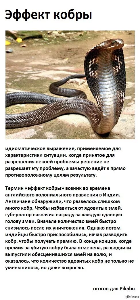 Кобра видит. Королевская кобра. эффект кобры. ядовитая змея королевская кобра. шутки про кобру.