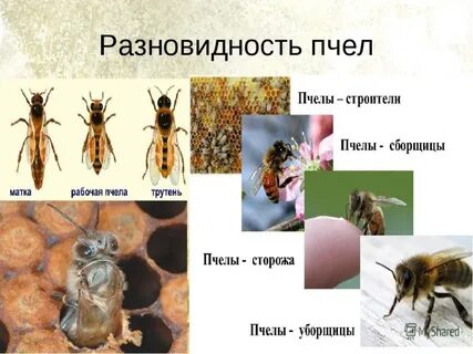 Разновидности пчел