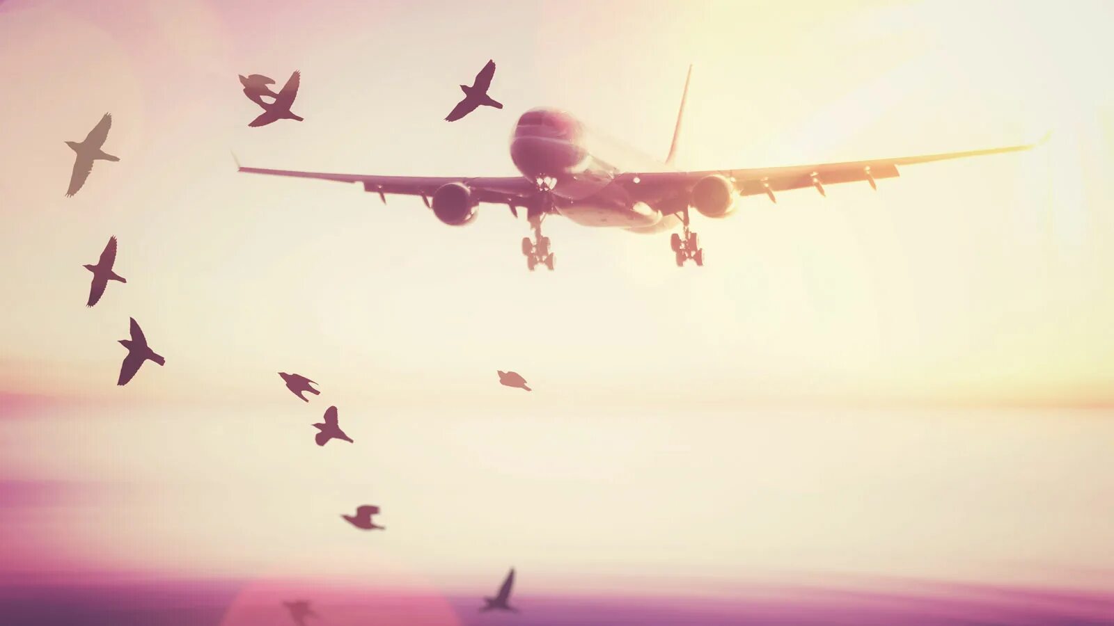 Столкновение самолета с птицей. Самолет и птица сравнение. Двойная экспозиция с самолетом.