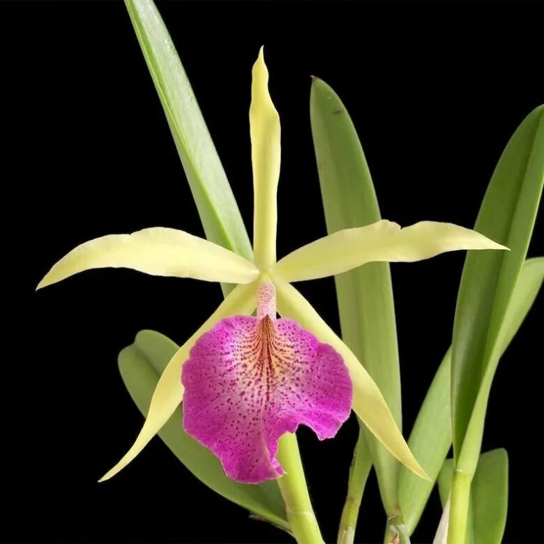 Saint andre. Каттлея saint andre. каттлея довиана аурея. brassocattleya saint andre. брассокаттлея орхидея.