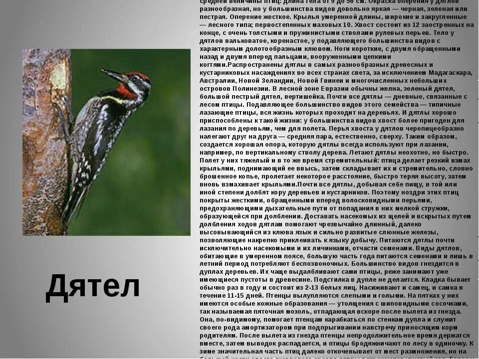 Сколько живут дятлы. Дятел описание. Внешний вид дятла. Дятел описание птицы. Сообщение о птице дятел.