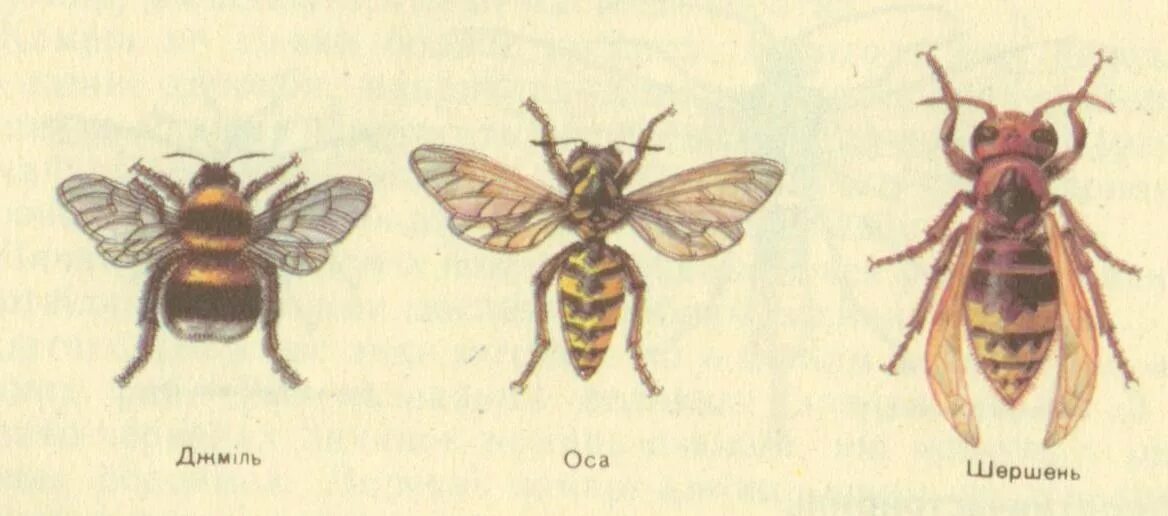 Как отличить матку. Матка пчелы и осы. Оса пчела Шмель Шершень отличия. Шершень самка и самец. Самка шершня.