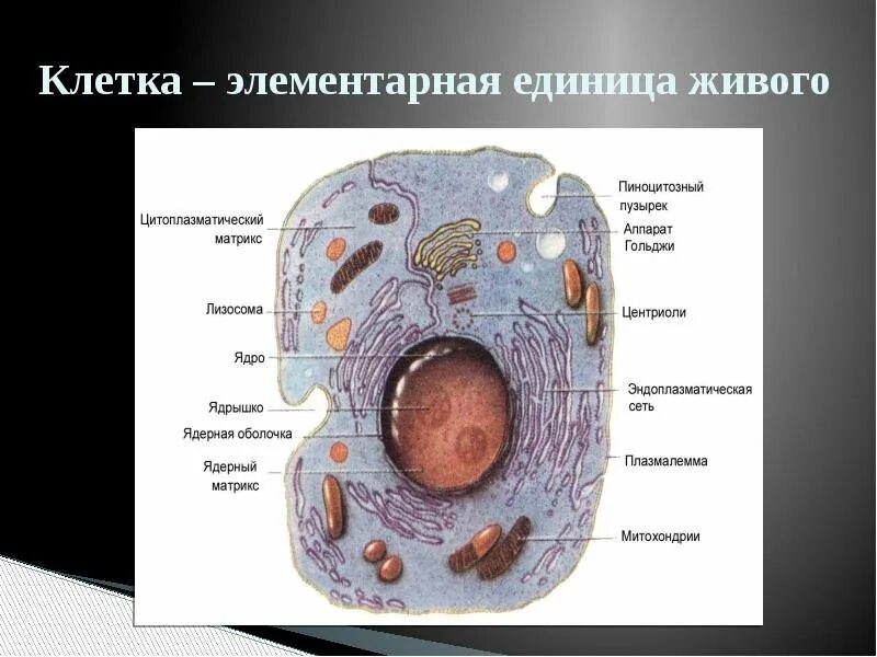 Любые клетки живого организма. Клетка это система в биологии 5 класс. Строение клетки живой клетки. Клетка единица строения 5 класс. Схема строения живой клетки.