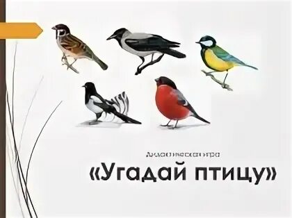 Игра угадай птицу. Угадай птицу. угадай птицу по описанию. угадай птичку игра. конкурс угадай что за птица.
