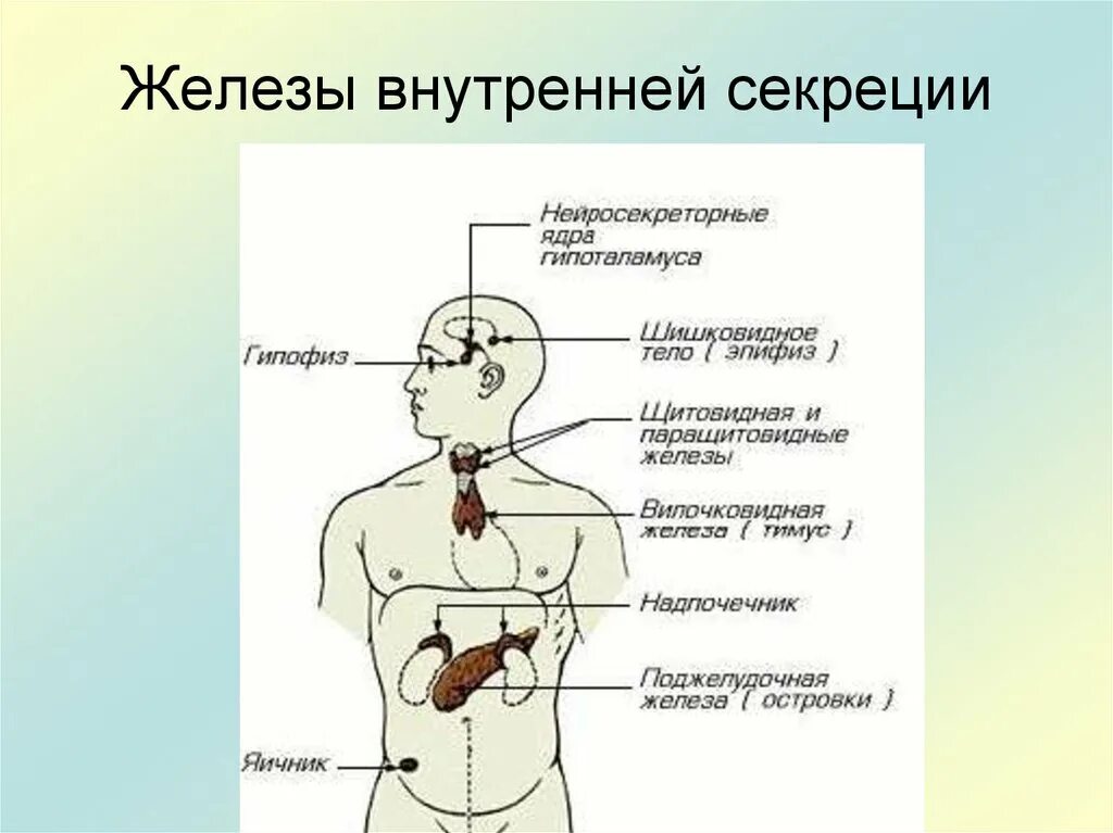 Органы внешней секреции человека. Эндокринная система железы внутренней секреции схема. Железы эндокринной системы анатомия. Эндокринная система внешней секреции. .Система желез внутренней секреции. Функции.