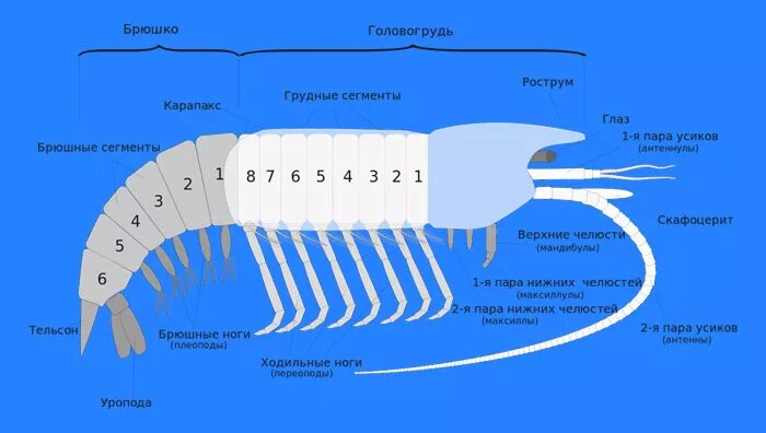 Речной рак головогрудь брюшко. Строение конечностей ракообразных. Строение конечностей креветки. Внешнее строение креветки конечности. Креветка строение тела.