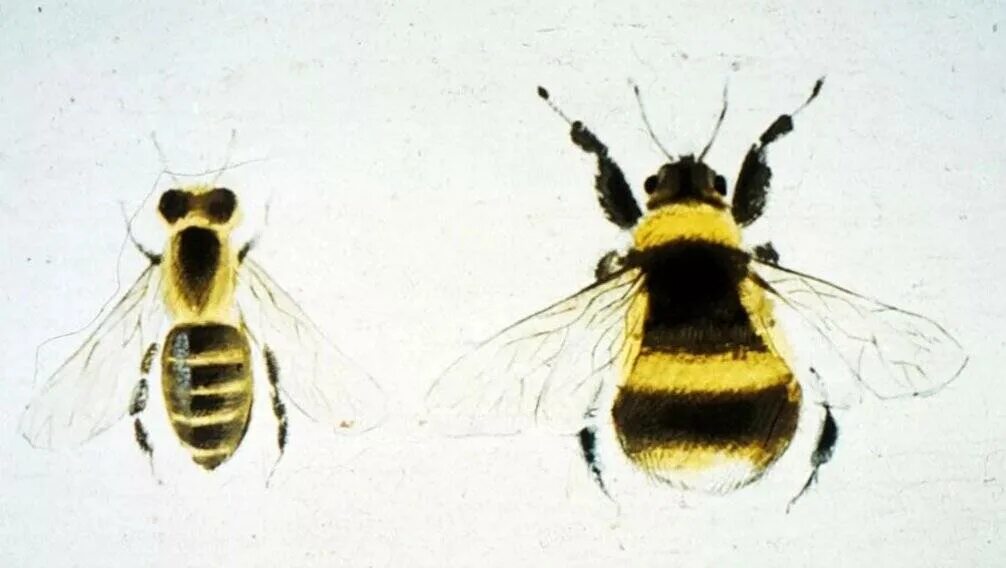 Различия пчел. Шмель пчела Оса Шершень. Пчела Оса и Шмель отличия. Осы пчелы шмели Шершни разница. Шершень пчела Оса Шмель различия.