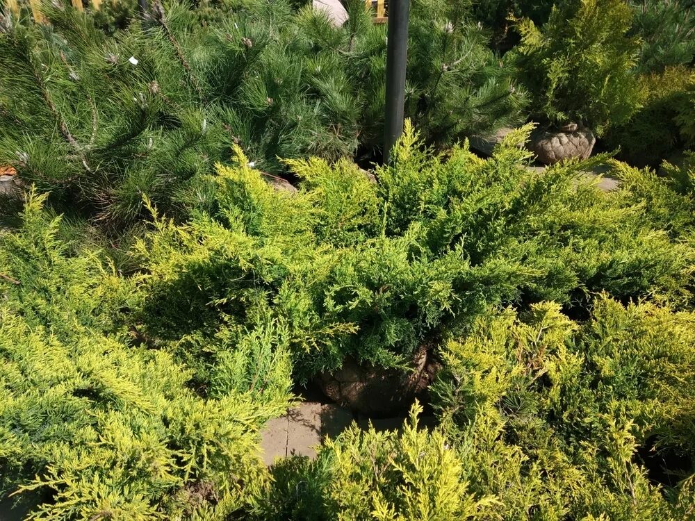 Можжевельник средний "Gold Kissen" Euro-plant