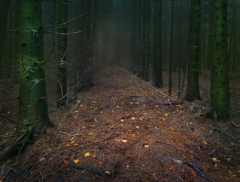 Черный лес шварцвальд. Темные леса. Темный лес. Дарк форест густой лес. Мрачный пейзаж.