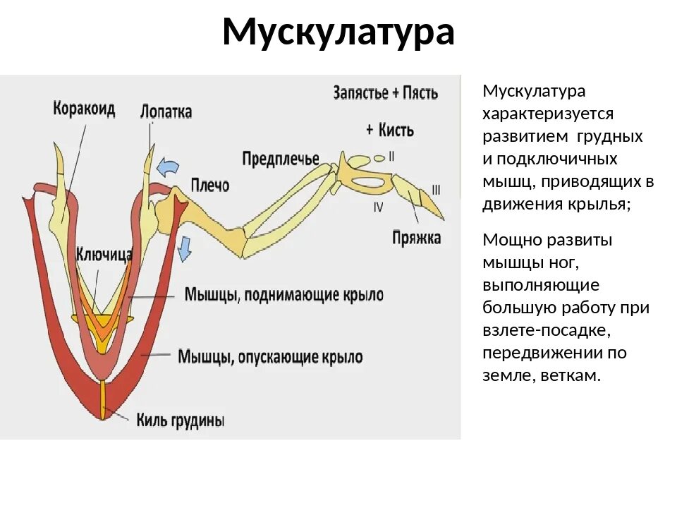 Каковы особенности мускулатуры птиц. Подключичные мышцы у птиц. Мышцы крыльев птиц. Грудные и подключичные мышцы птиц. Работа мышц крыла.