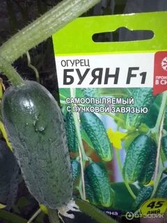 Сорта огурцов буян