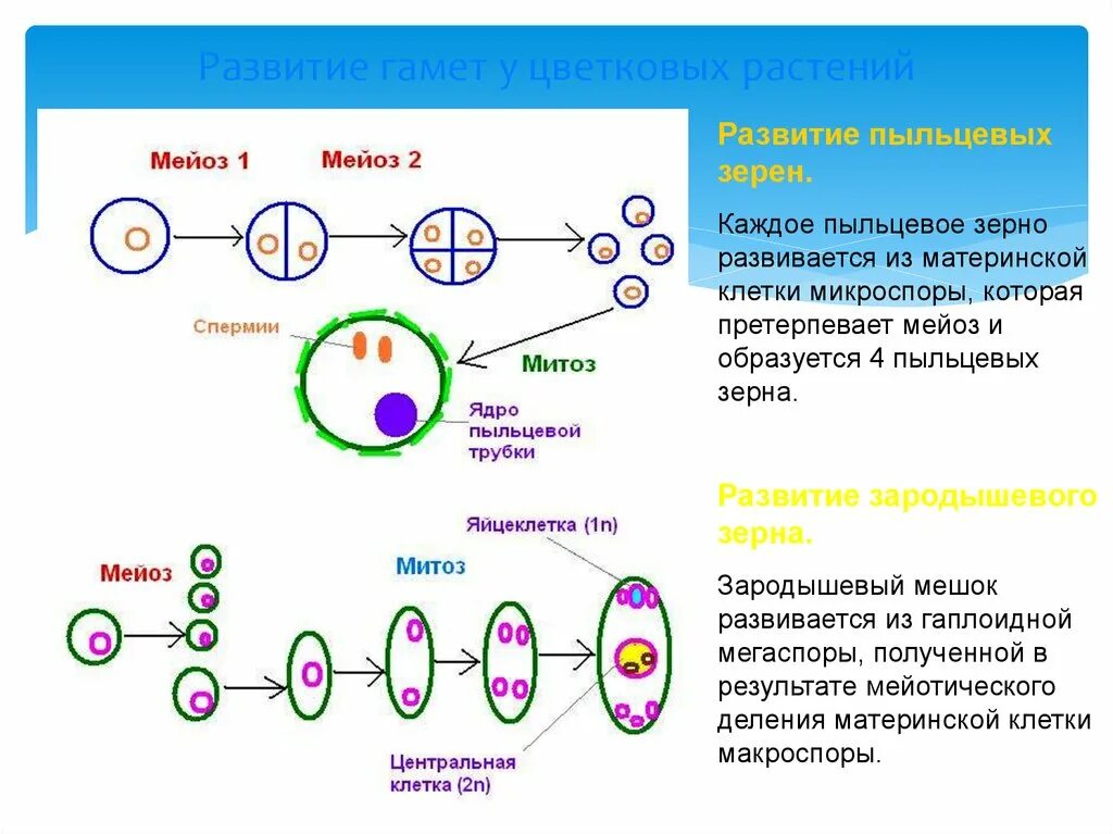 Мейоз оплодотворение. Материнские клетки в митозе и мейозе. Половое размножение мейоз. Мейоз митоз оплодотворение.