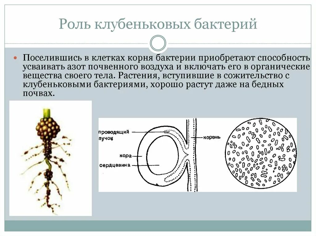 Клубеньковые бактерии значение. Клубеньковые бактерии строение. Роль клубеньковых бактерий. Клубеньковые растения и бактерии. Клубеньковые бактерии азот.