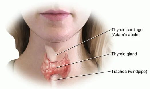 Адамово яблоко на теле. Щитовидная железа (glandula thyroidea). Трахея и щитовидная железа.