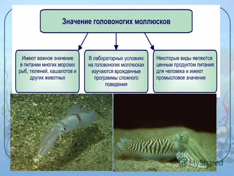 Класс головоногие моллюски. Класс головоногие презентация. Головоногие это в биологии. Головоногие моллюски презентация.