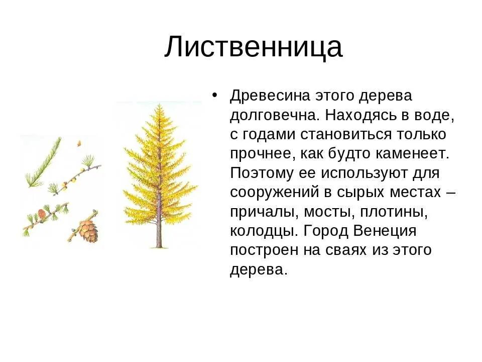 Лиственница описание древесины. Характеристика лиственницы. Лиственница дерево описание. Лиственница характеристика дерева.